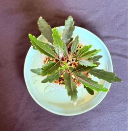False Aralia