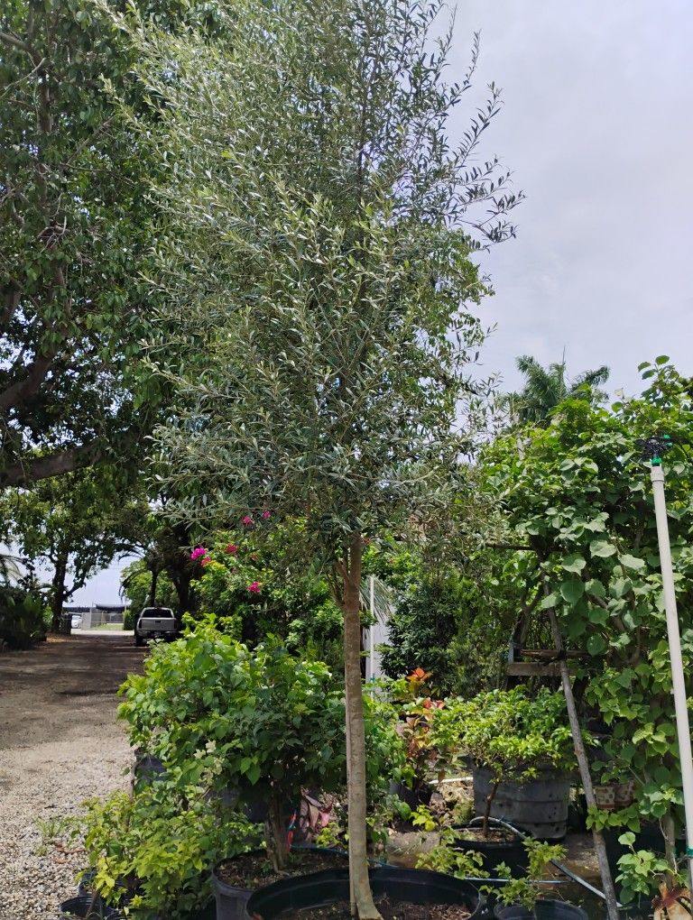 Large Olive Tree 🌳$550🫒