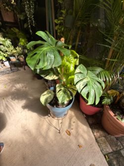 Monstera mint