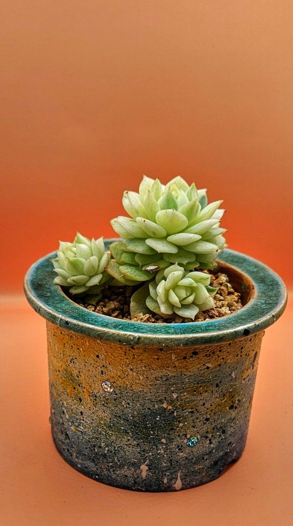 Echeveria Californica Queen Variegated Cluster Rare Korean Import Succulent