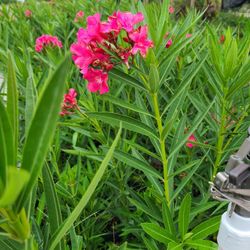 Oleander Plants Pink Hot 1gallon 2.5ft Tall 