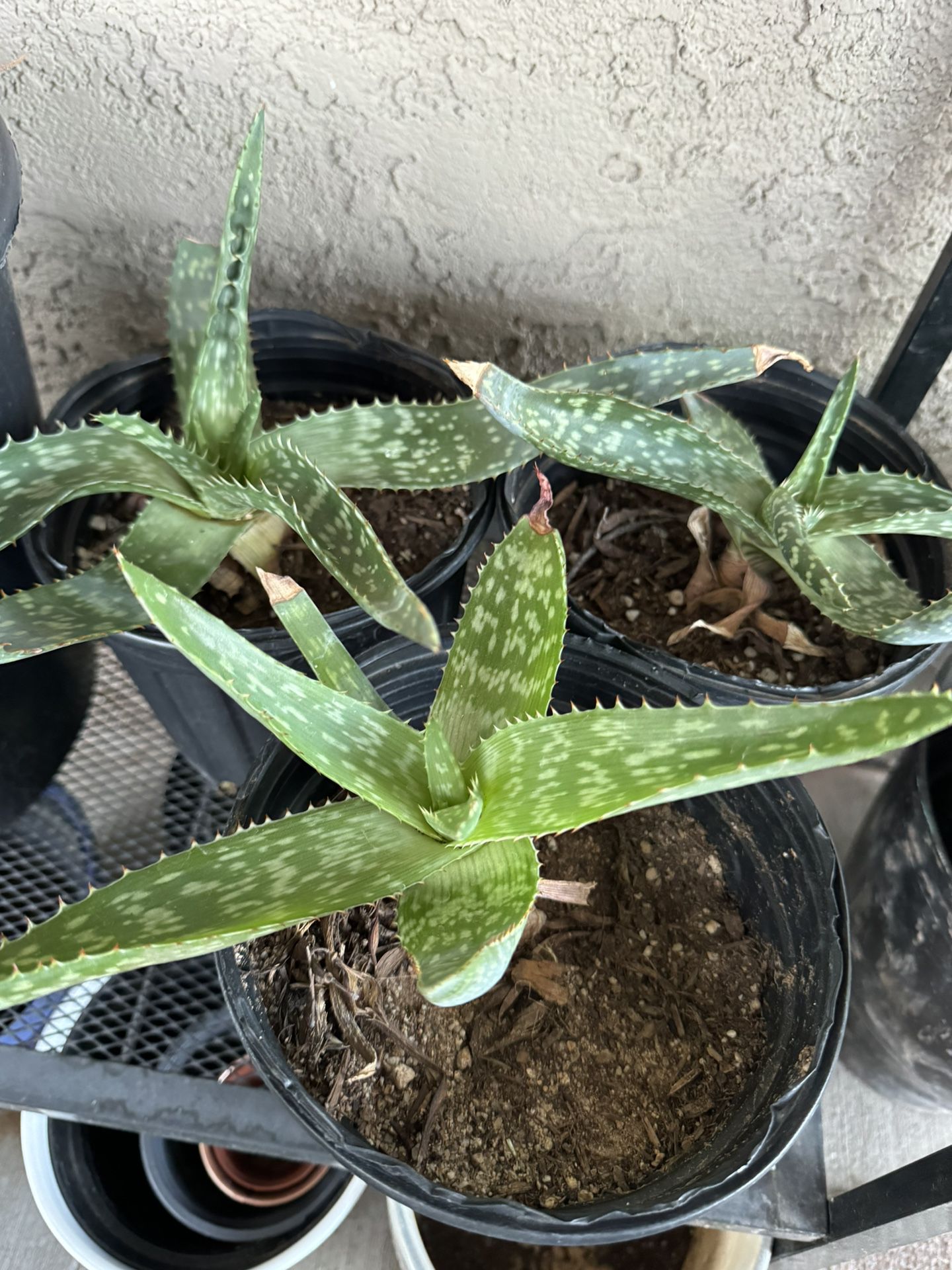 Aloes & Agave Plants For Sale