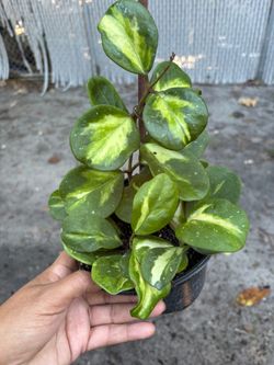 Hoya Abobata variegated