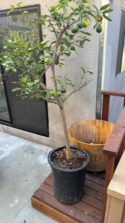 Lemon Meyer Tree