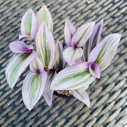 Tradescantia Nanouk Plant