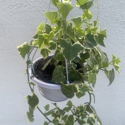 Variegated Wax Ivy Succulent Plant