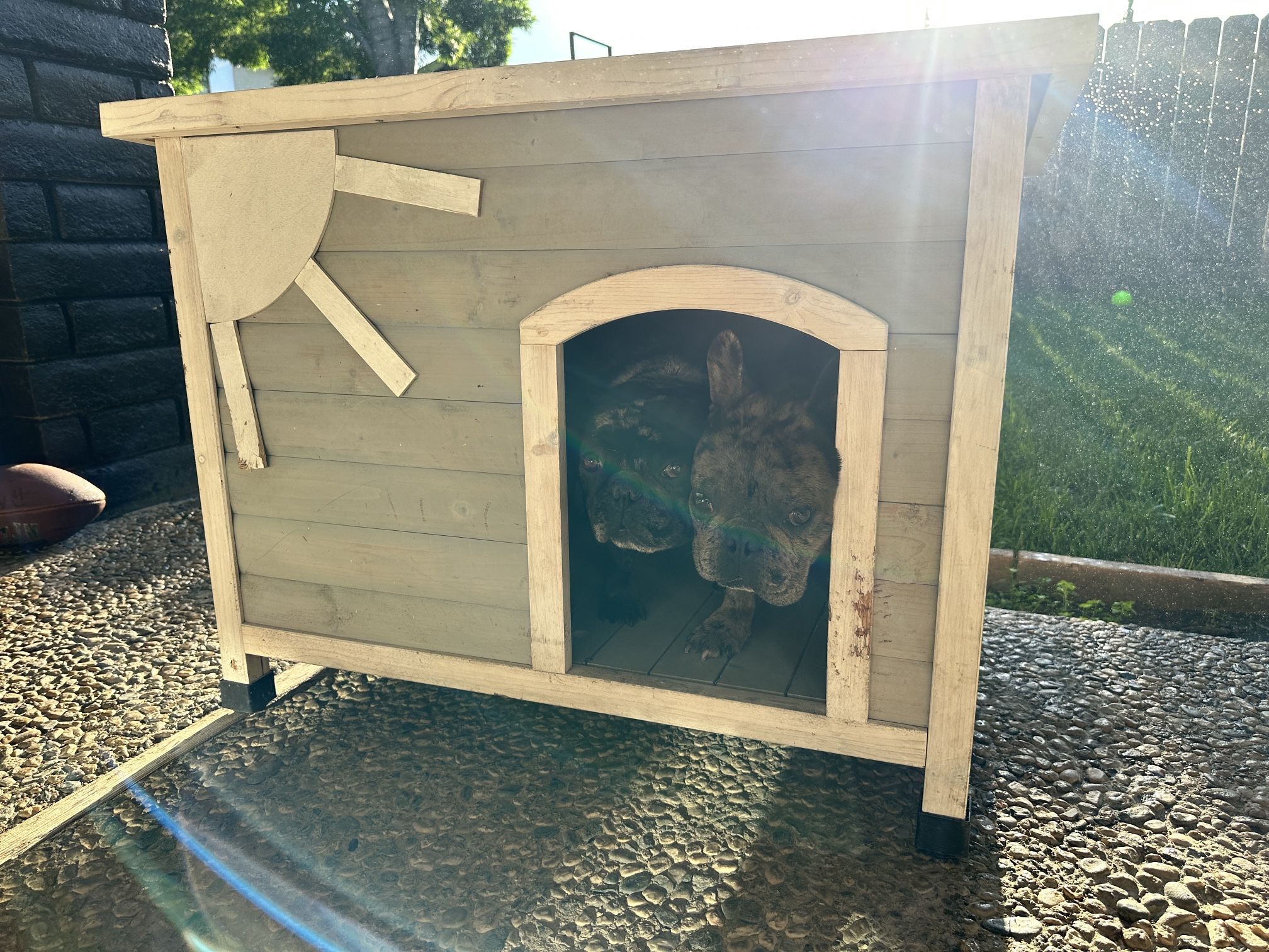 Dog House 