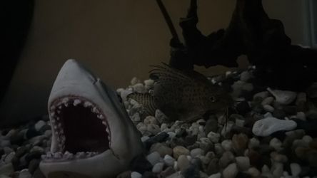 Fish tank