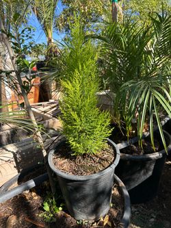 Lemon cypress