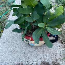 Corona De Cristo  Flor Rosa Jumbo