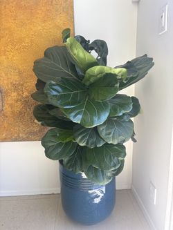 Large Fiddle Leaf Fig Plant + Pot – Statement Piece 🌿
