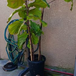 Fiddle Leaf Fig