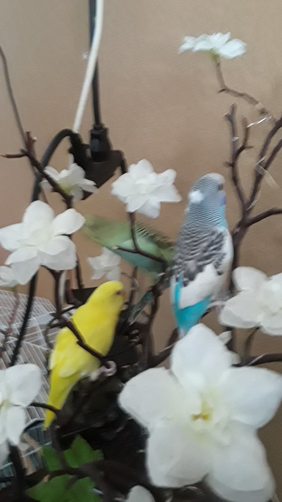 Baby parakeet birds