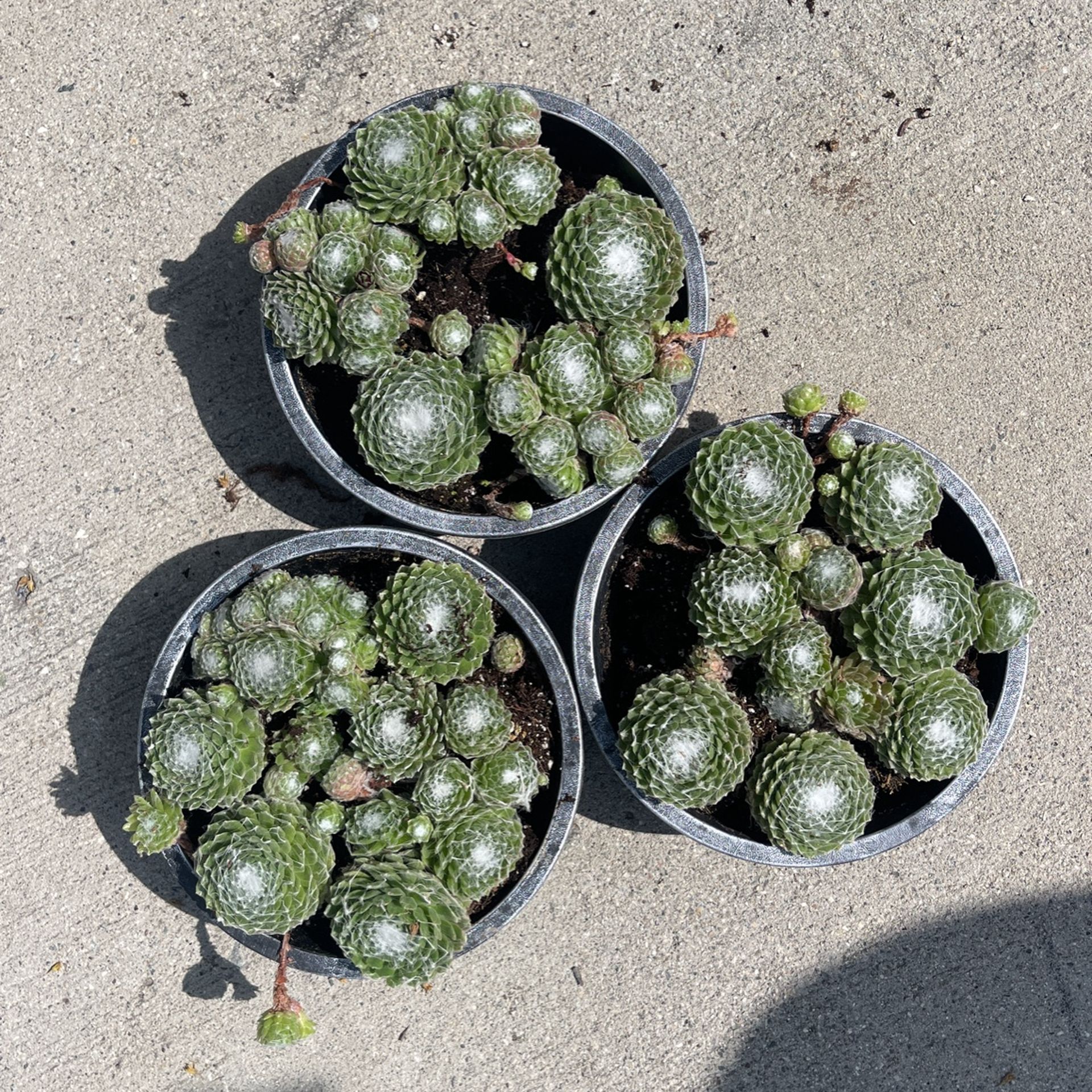  Succulent Tray 