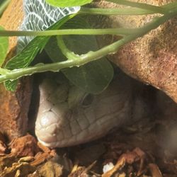 Blue Tongue Skink Terrarium 