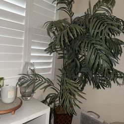 Decor plant