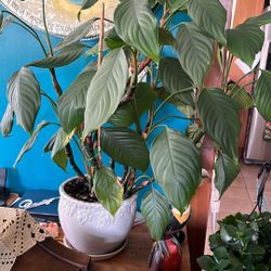 Chinese Evergreen Plant Potted Approx 32 Inches Tall 