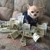 A$hmoney