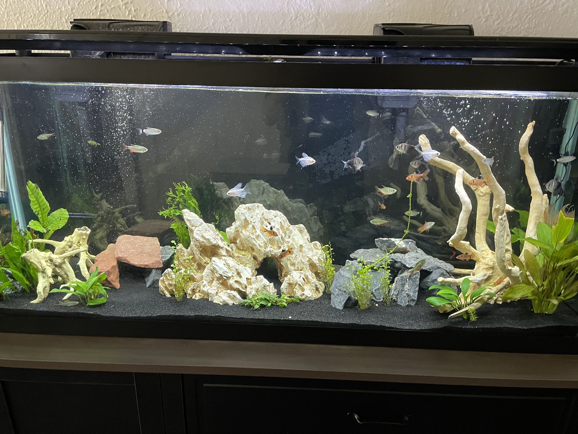 Aquarium (55 gallon)