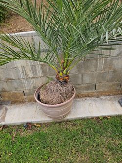 Plants