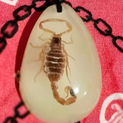 1× Natural Insect Pendants Custom Necklace Vintage Rope Necklace 
