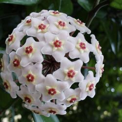 Hoya Carnosa Plant Optional Ceramic Pot Planter
