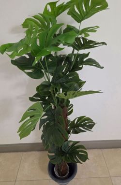 *** JUST REDUCED *** 62" Faux Monstera in a Blue Circle Planter @ Lasting Creations