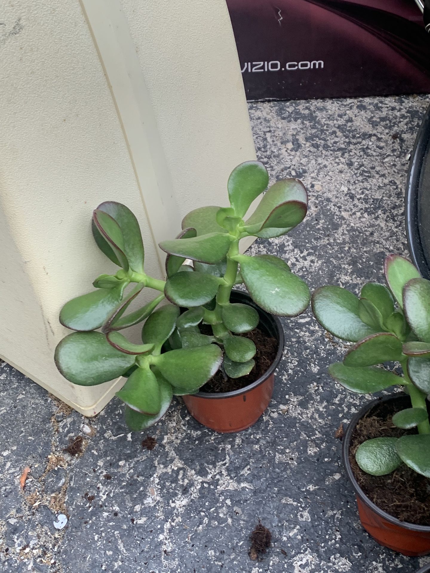 Jade Plants!! $6 Each!!