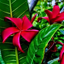 Plumeria red Hilo cuttings