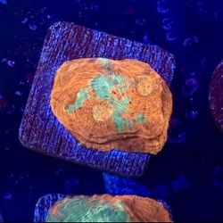 Shark Bite Chalice Display Decor