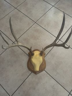 Antlers 