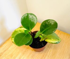 Peperomia in 2.5 inch pot