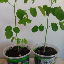 Moringa Trees And Elephant Ear Plants