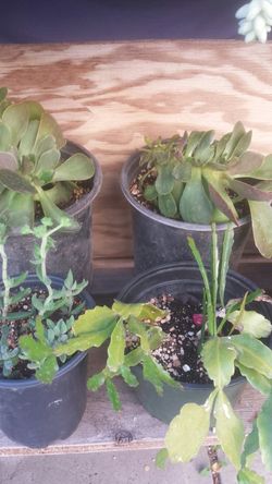 Succulents