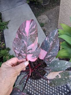 Philodendron Pink Princess GALAXY Plant $38