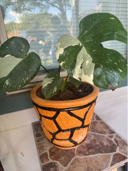 Monstera Thai Constellation Variegated Plant con macetero de barro