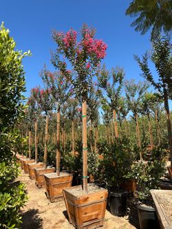 Crepe Myrtle tree  24”box