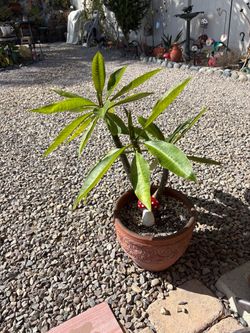 Plumeria
