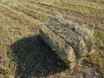 Hay