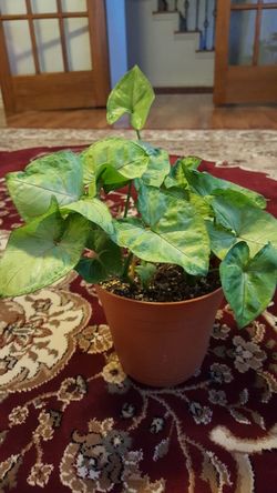 Delray Plants Arrowhead Vine (Nephthytis) in Pot 15$ Each