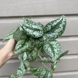 4” Exotica Pothos 