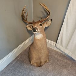 2 Taxidermy 10 Point Buck Deer Heads