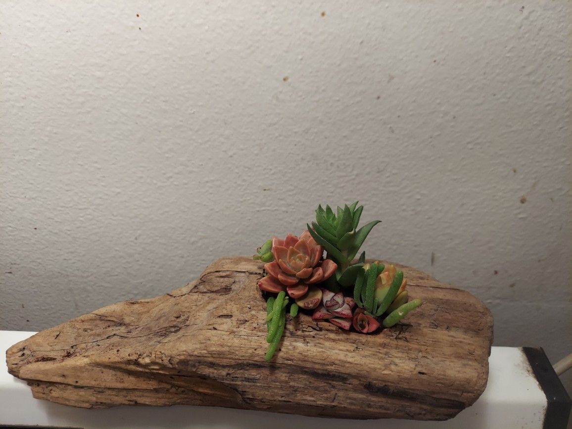 Driftwood Planter with Succulent Arrangement 