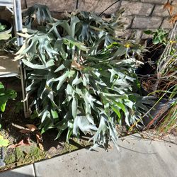 Staghorn Fern