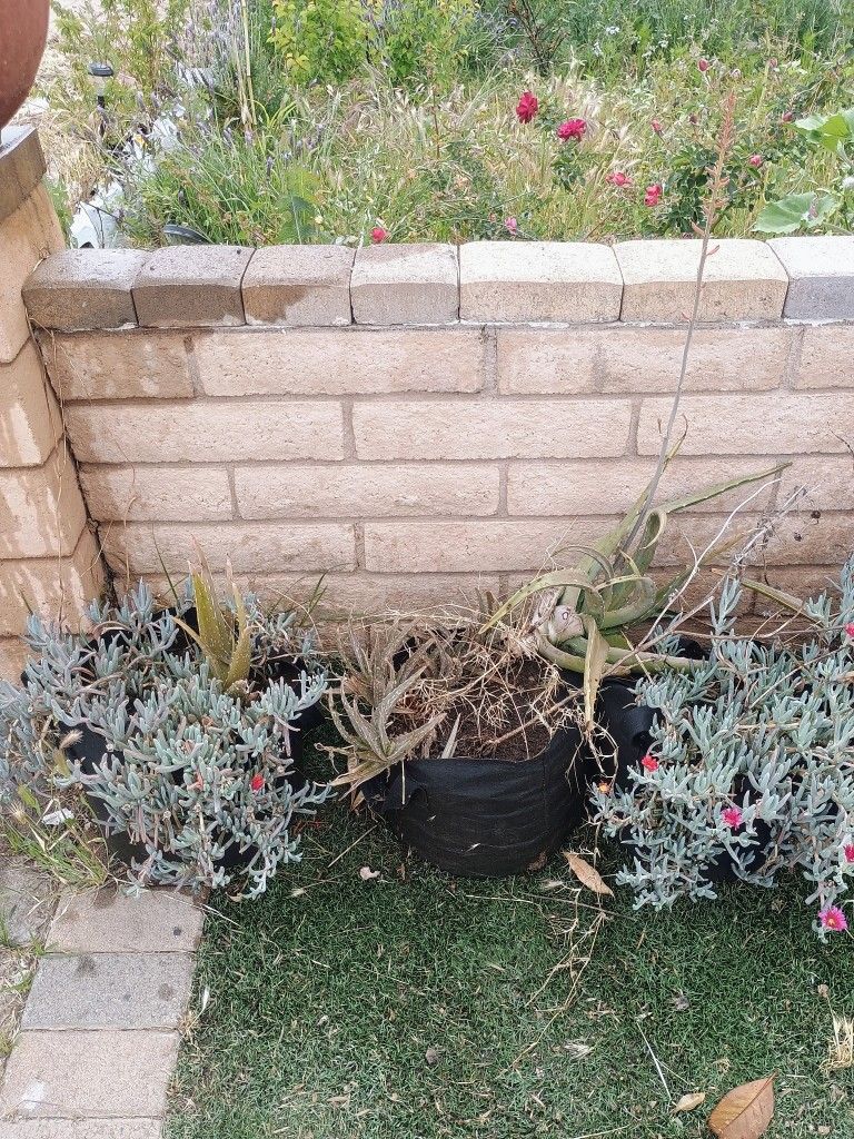 Succulent Lot #2
