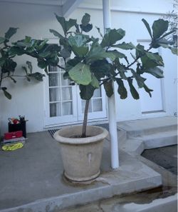 Extra Tall Fiddle Leaf Fig + Premium Planter