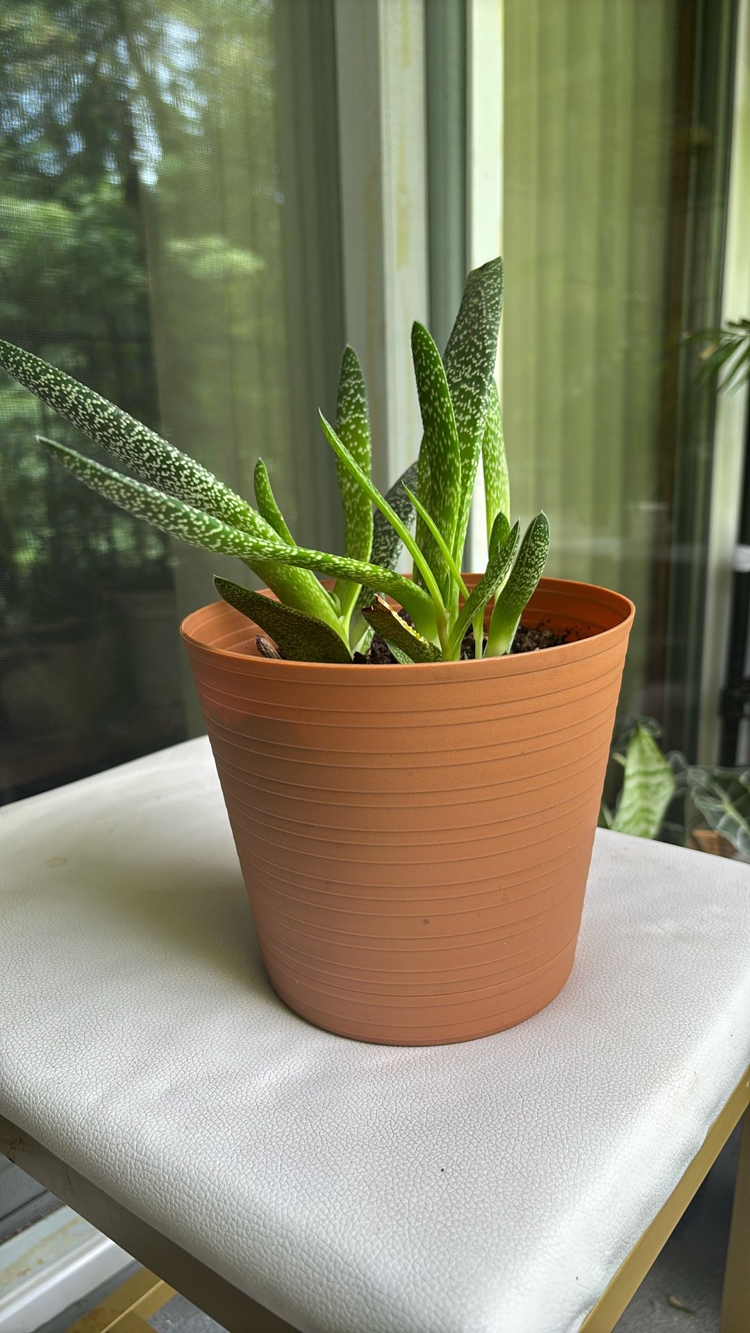 Indoor Plant