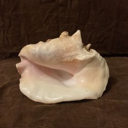 Queen Conch Shell
