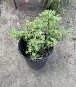 Oregano