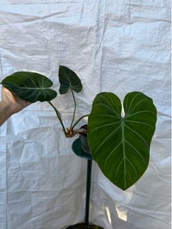 6” Philodendron Gloriosum zebra